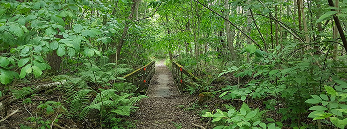 Bruggetje in het bos