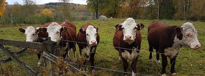 Op de kavel liepen nieuwsgierige koeien rond