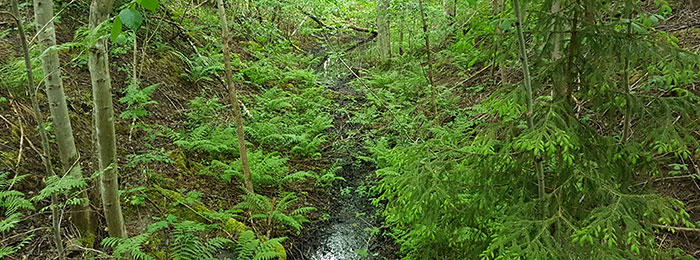 Stilstaand water in het bos